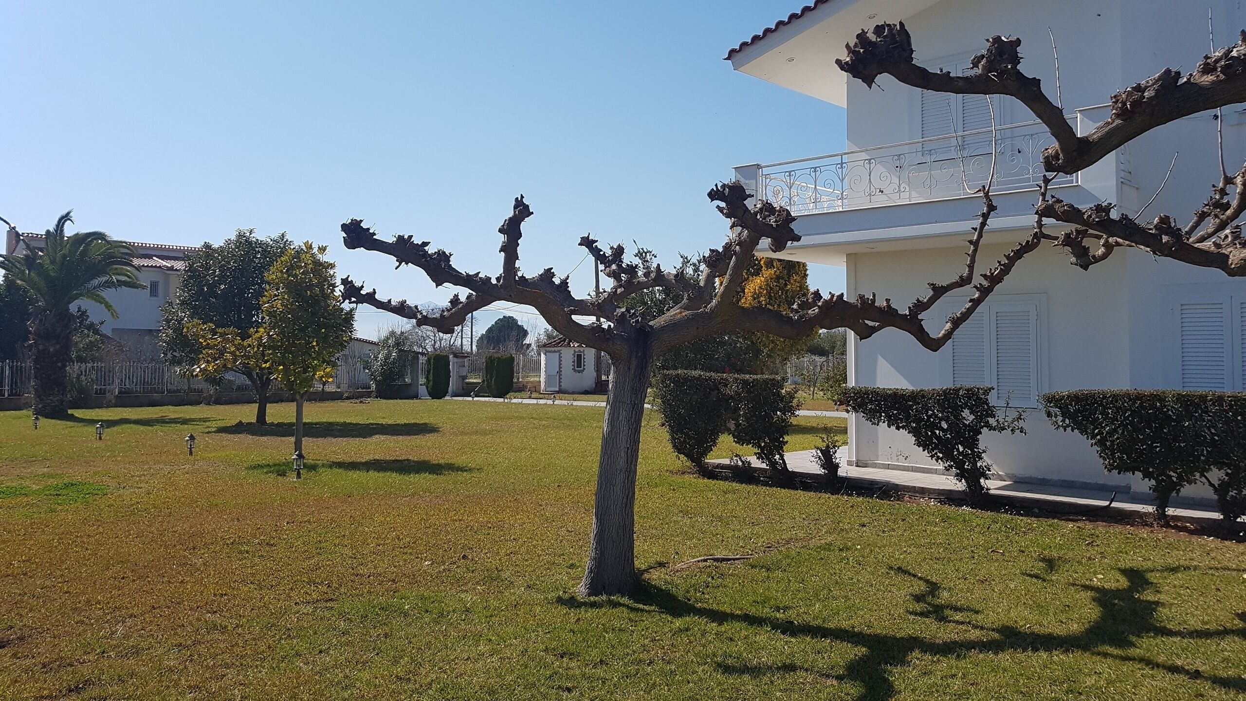 A residential area with a well-maintained lawn, a tree with bare branches, and a white building with balconies.