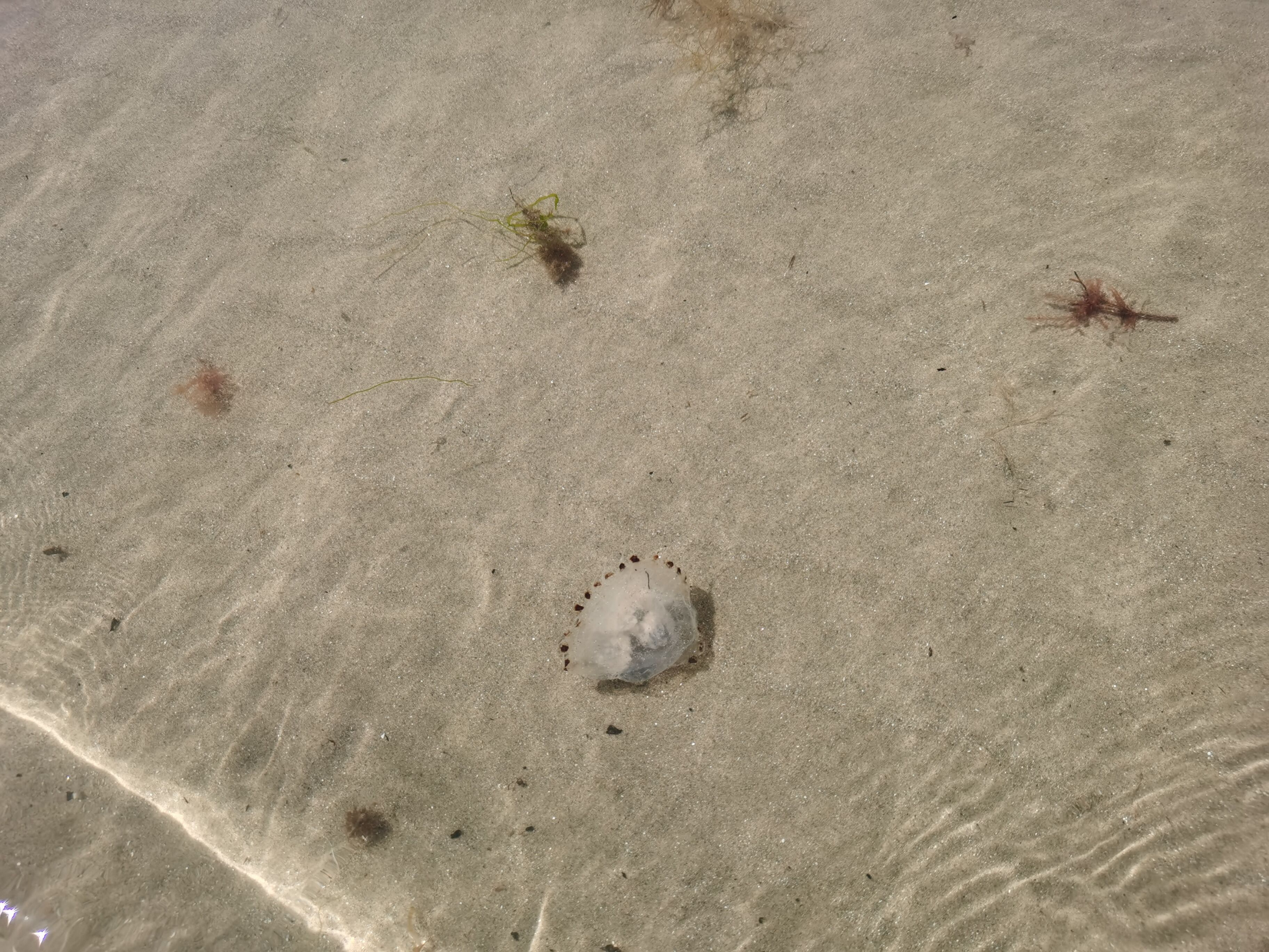 Ein sandiger Strand mit verstreuten Seetang und einer kleinen Schale.