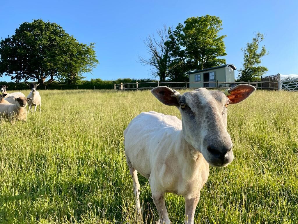 Luxury Shepherd Hut on Small South Devon Farm