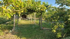 Jardí amb una estructura de pèrgola envoltat de vegetació abundant i arbres fruiters.