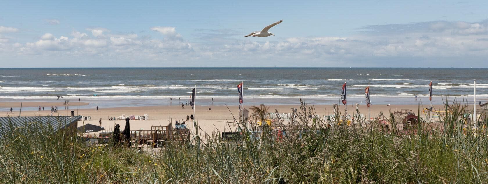 A beach with waves, a seagull flying, and flags.