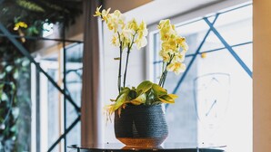 Ein gläserner Kamin mit Feuer, ein Topfpflanze mit gelben Blüten und Blick auf ein modernes Interieur mit einem geometrischen Deckenmuster.