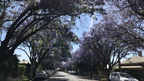 Une rue bordée d’arbres, avec des voitures garées et un ciel dégagé.