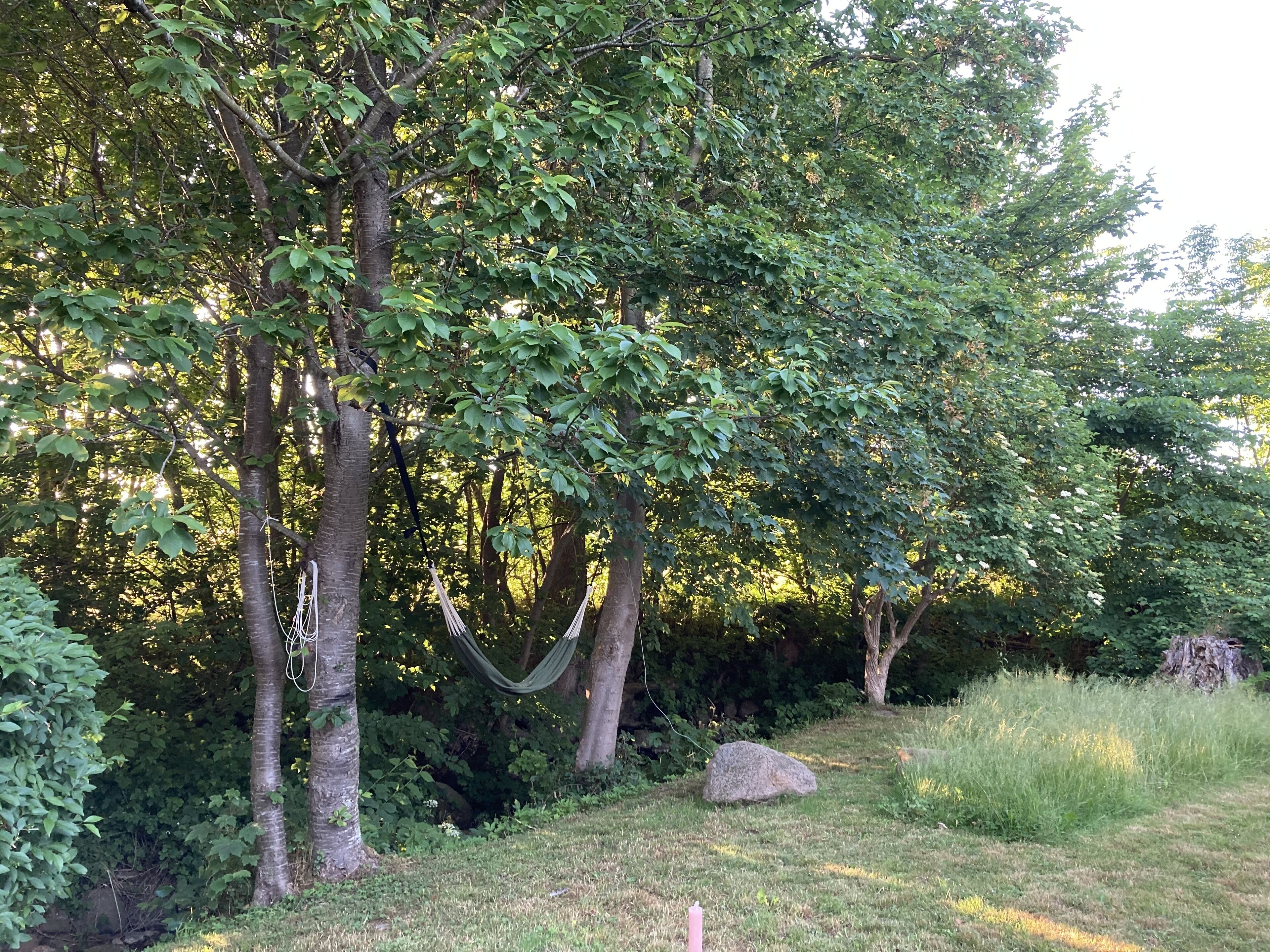 A natural outdoor setting with trees, a hammock, and a rock.