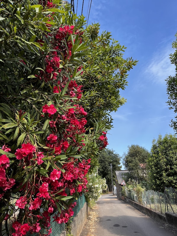 Una carretera bordeada por exuberante follaje verde y vibrantes flores rosadas.