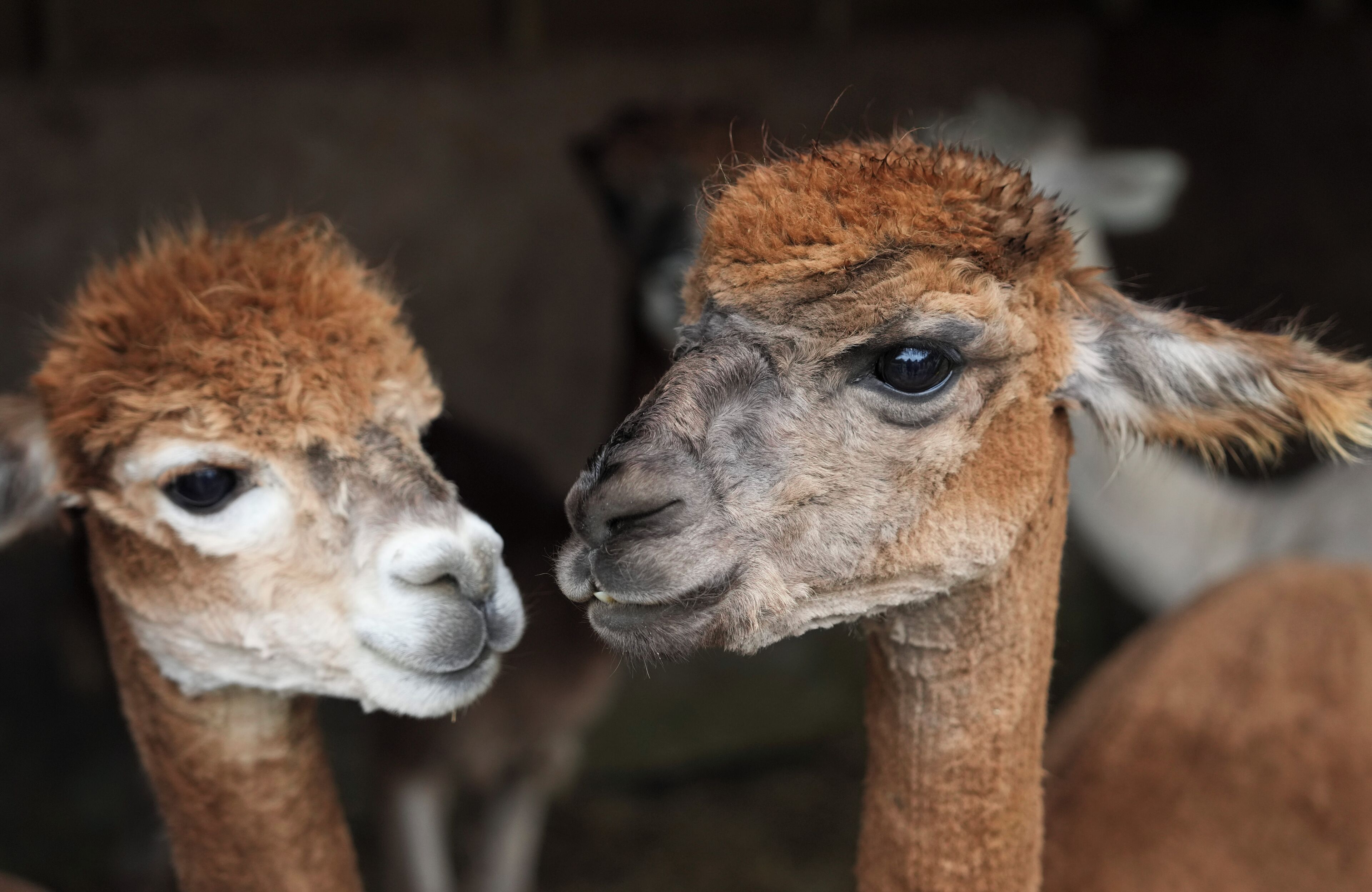 A close-up of two alpacas with brown fur and white markings on their faces.