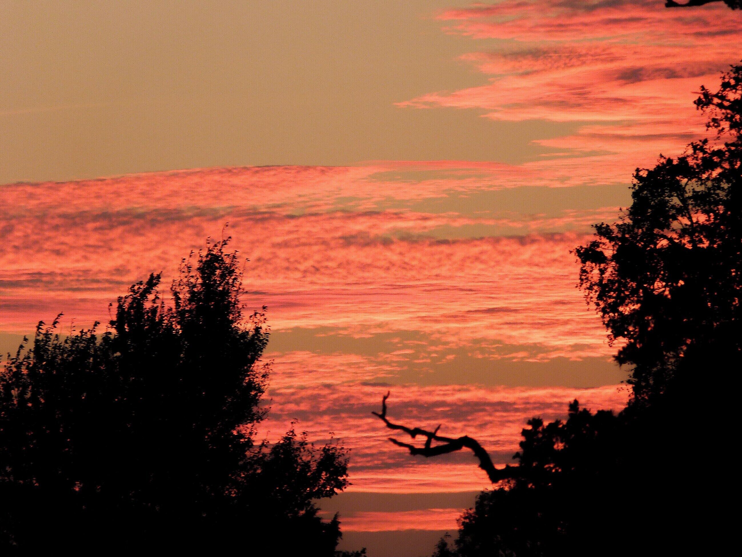 Een ondergaande zon met een roodachtige lucht en silhouetten van bomen.