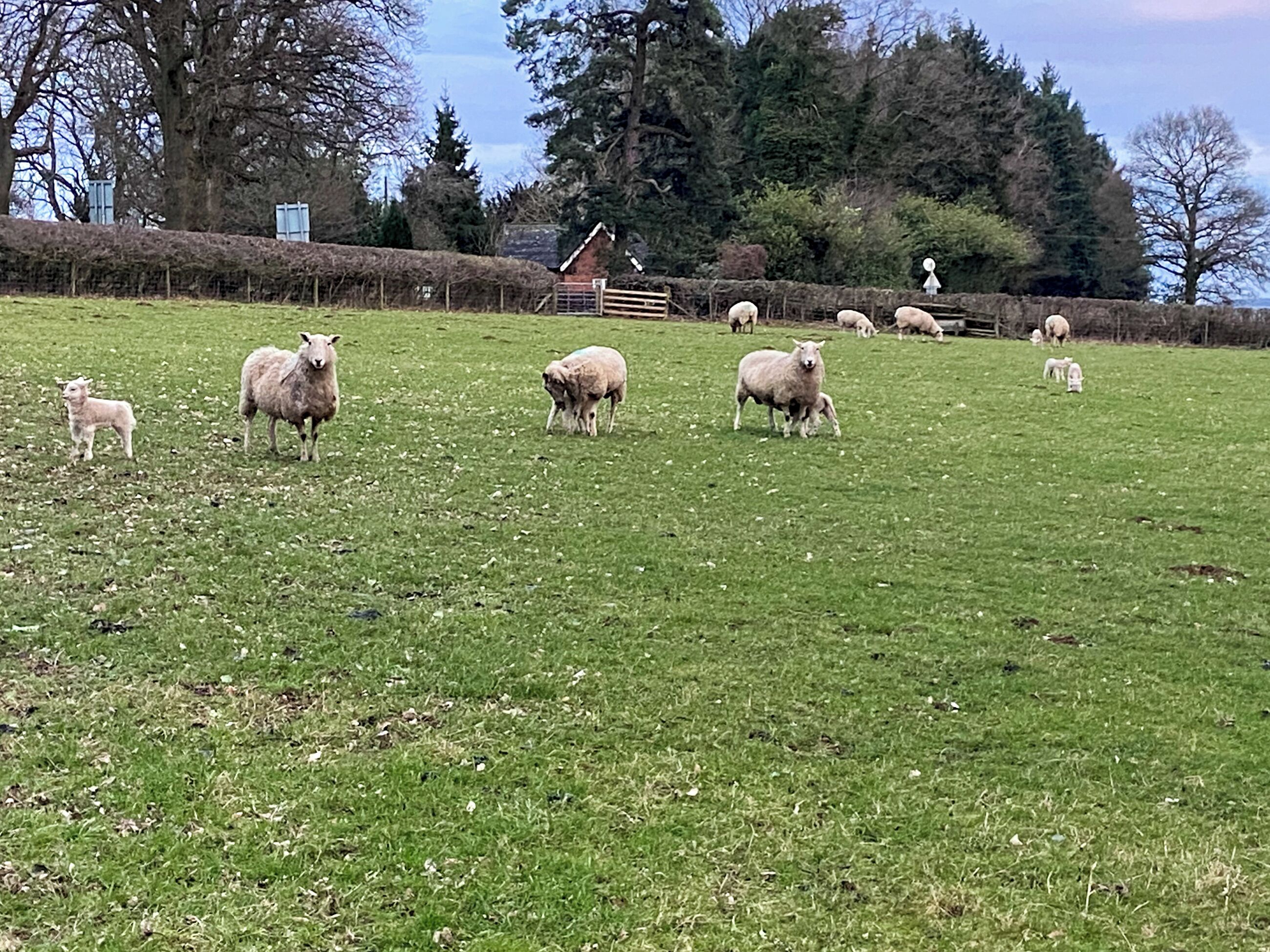 A grassy field with sheep and a wooden structure in the background.
