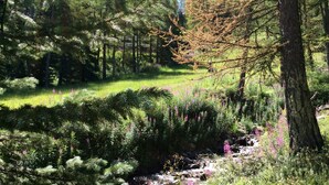 A forested area with a stream, dense greenery, and a variety of trees. - Appartement T2 Albane Vars (vars)