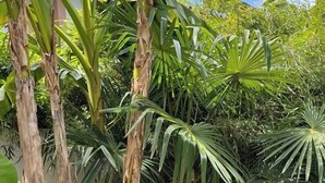 Un jardín con diversas plantas tropicales, entre ellas bananos y follaje parecido al de palmeras.