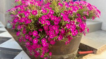 Uma planta em vaso com flores rosa vibrantes.