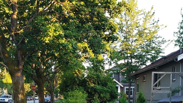 A pathway lined with lush greenery and purple flowers, leading to a residential area with houses and parked cars. - Sunlit Craftsman Home | Steps to Cafes and restaurants | 10 mn to downtown (Vancouver)