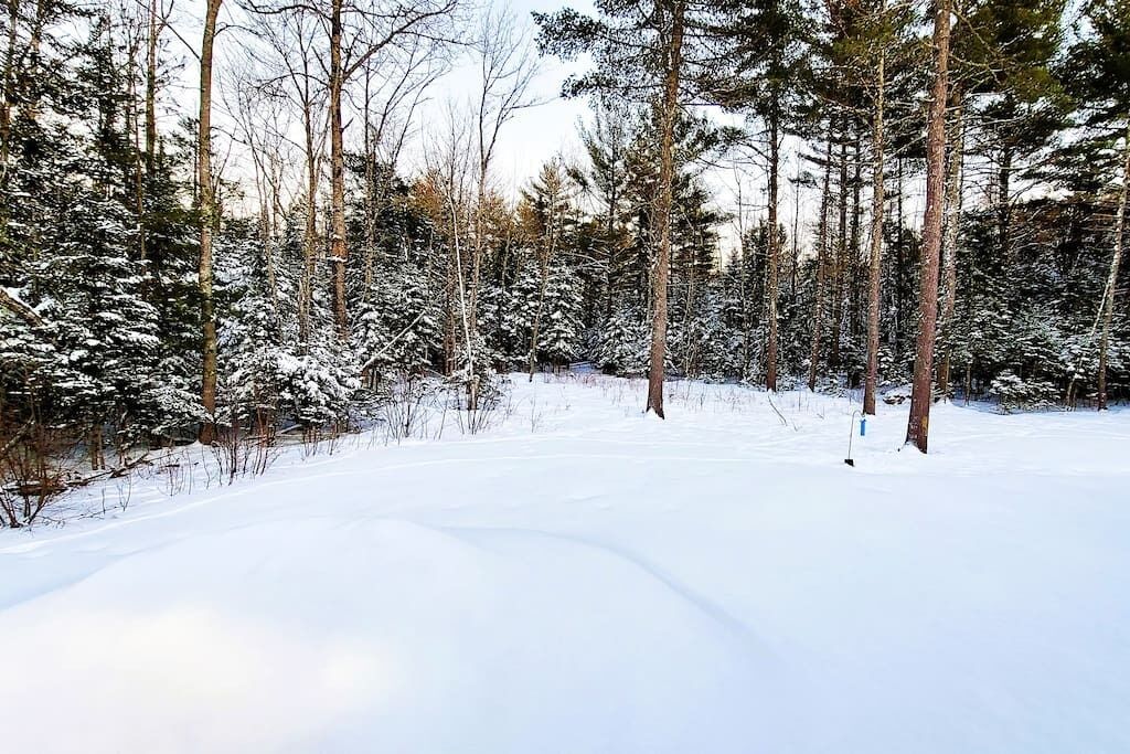 A snowy forest scene with tall trees and a clear path.