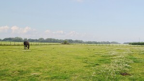 A horse grazing in a grassy field with a fence and trees in the background. - 1 bedroom accommodation in Alkham, near Dover (Alkham, near Dover)