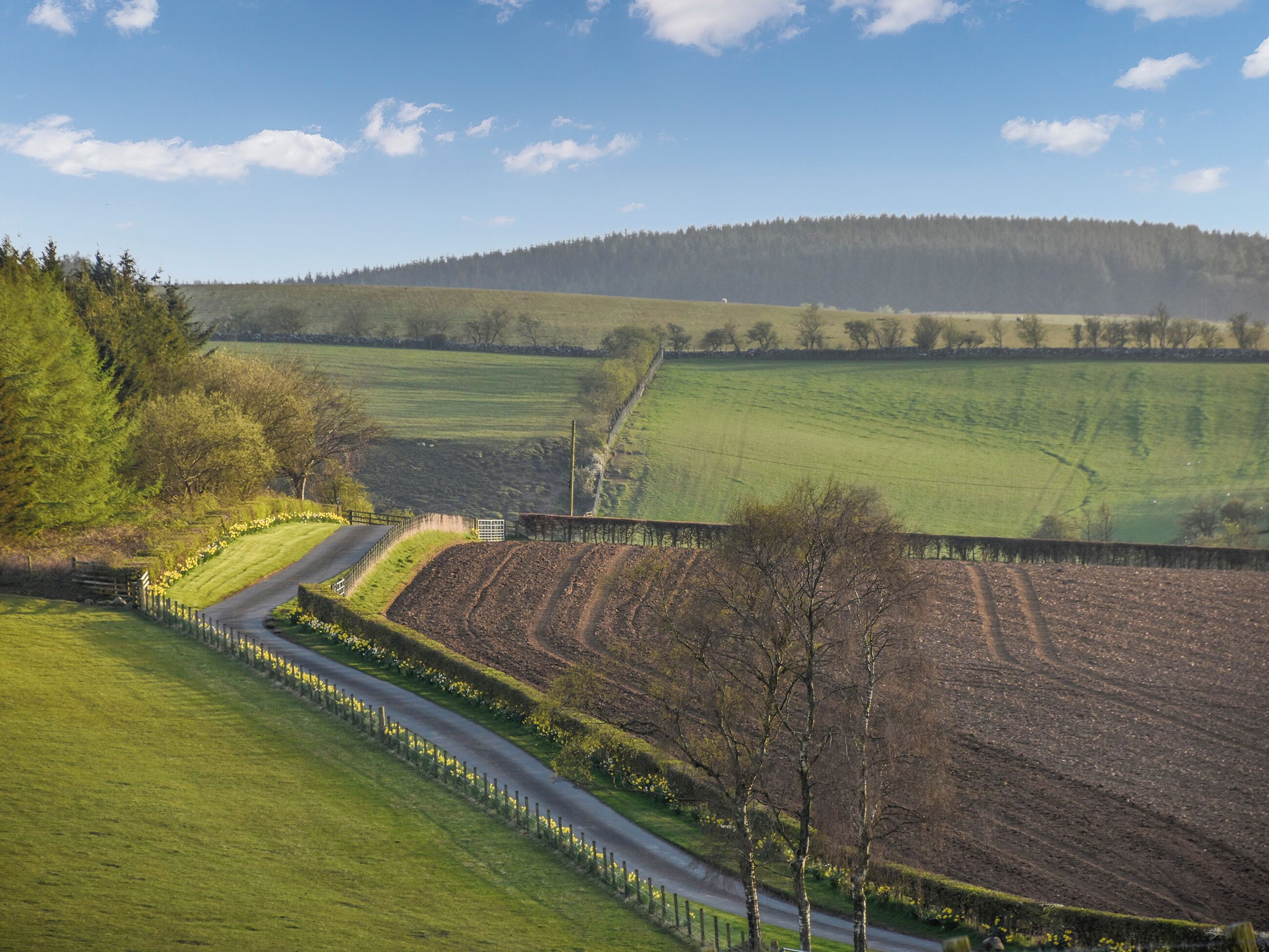 Ländliche Landschaft mit einer kurvigen Straße, Feldern und einem fernen Wald.