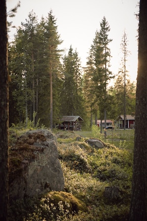 Escape to a secluded cabin surrounded by tall evergreen trees and lush vegetation.