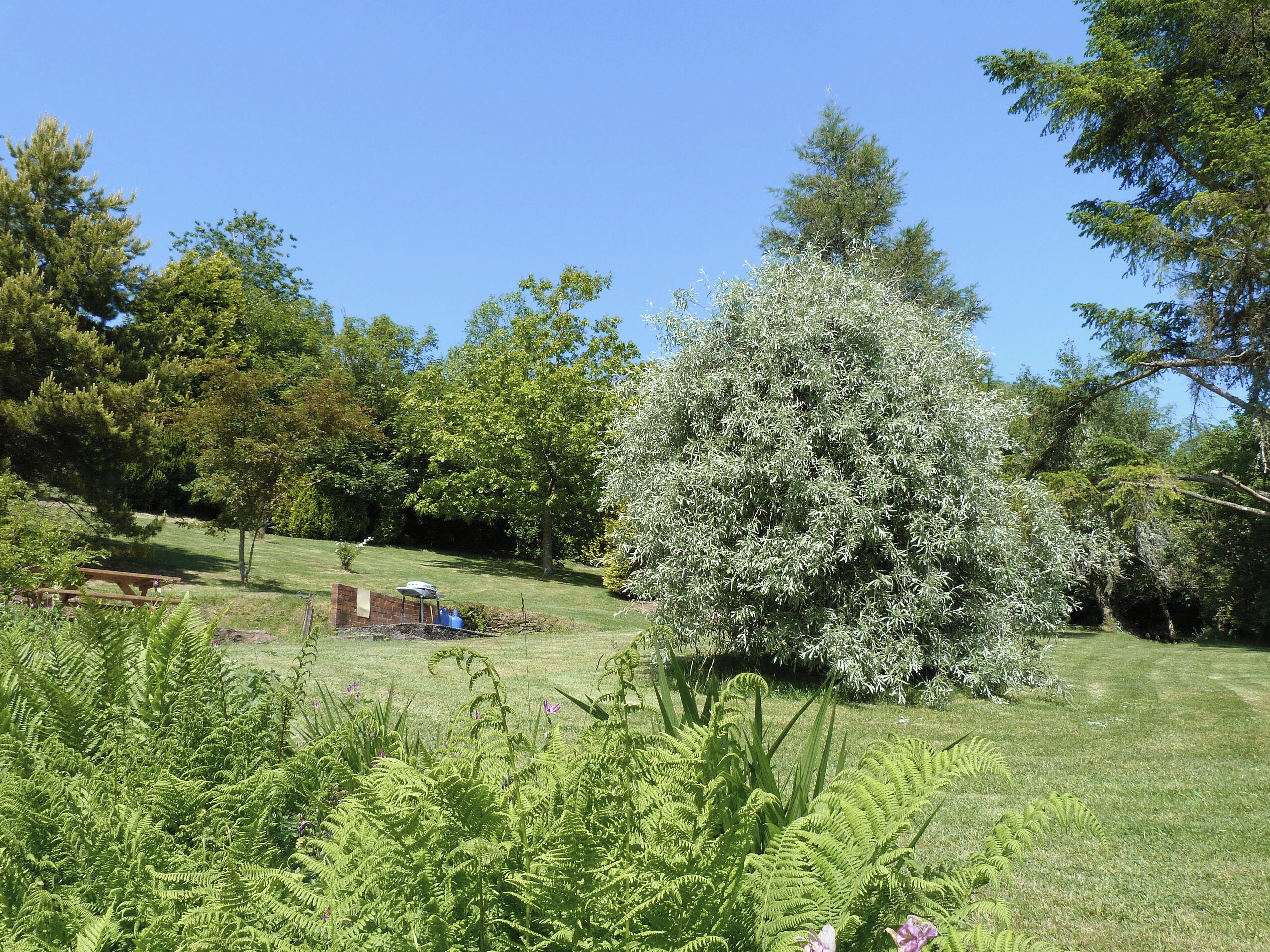 A grassy area with a picnic table, a barbecue grill, and a large tree.