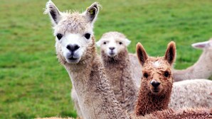 Gros plan d’un lama au pelage mouillé, debout dans un champ herbeux.