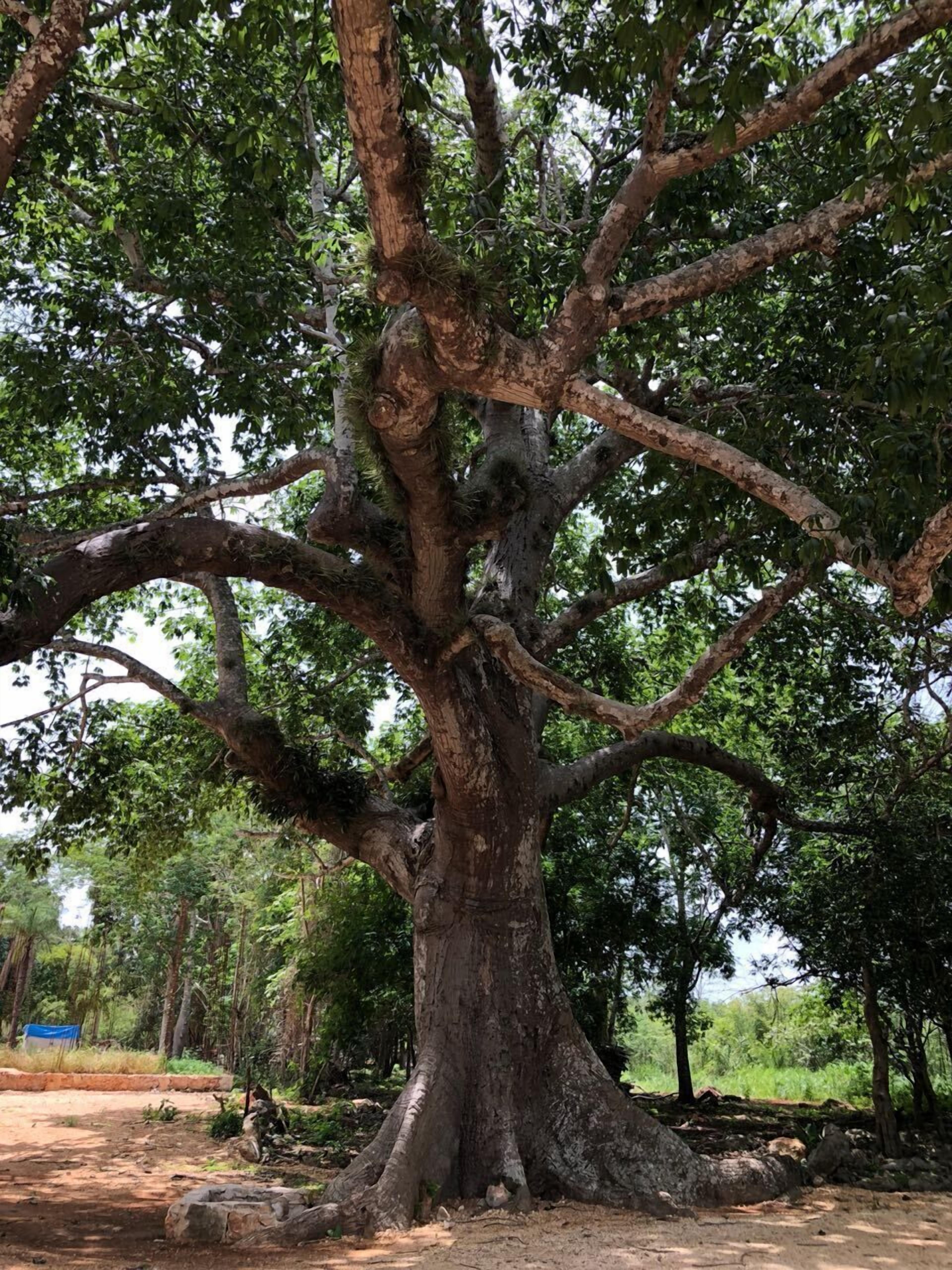 A large tree with a thick trunk and extensive branches.
