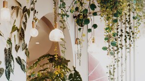 A cozy living room with a brown leather sofa, hanging plants, and a large window. - Hôtel Rose Thé (La Ciotat)