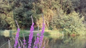 A serene pond with tall purple flowers in the foreground, surrounded by dense greenery.