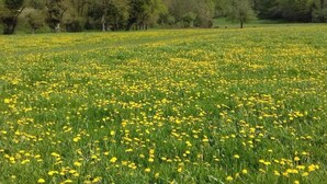 A field of yellow flowers with trees in the background.