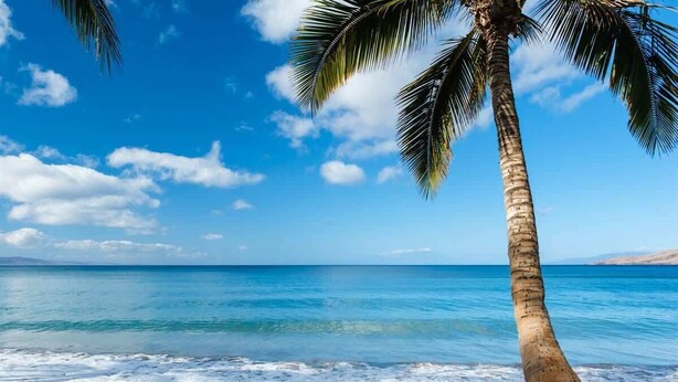 A beach with clear blue water, a palm tree, and a sandy shore. - Beach & Poolside Bliss - Family-Friendly Maui Stay (Kihei)