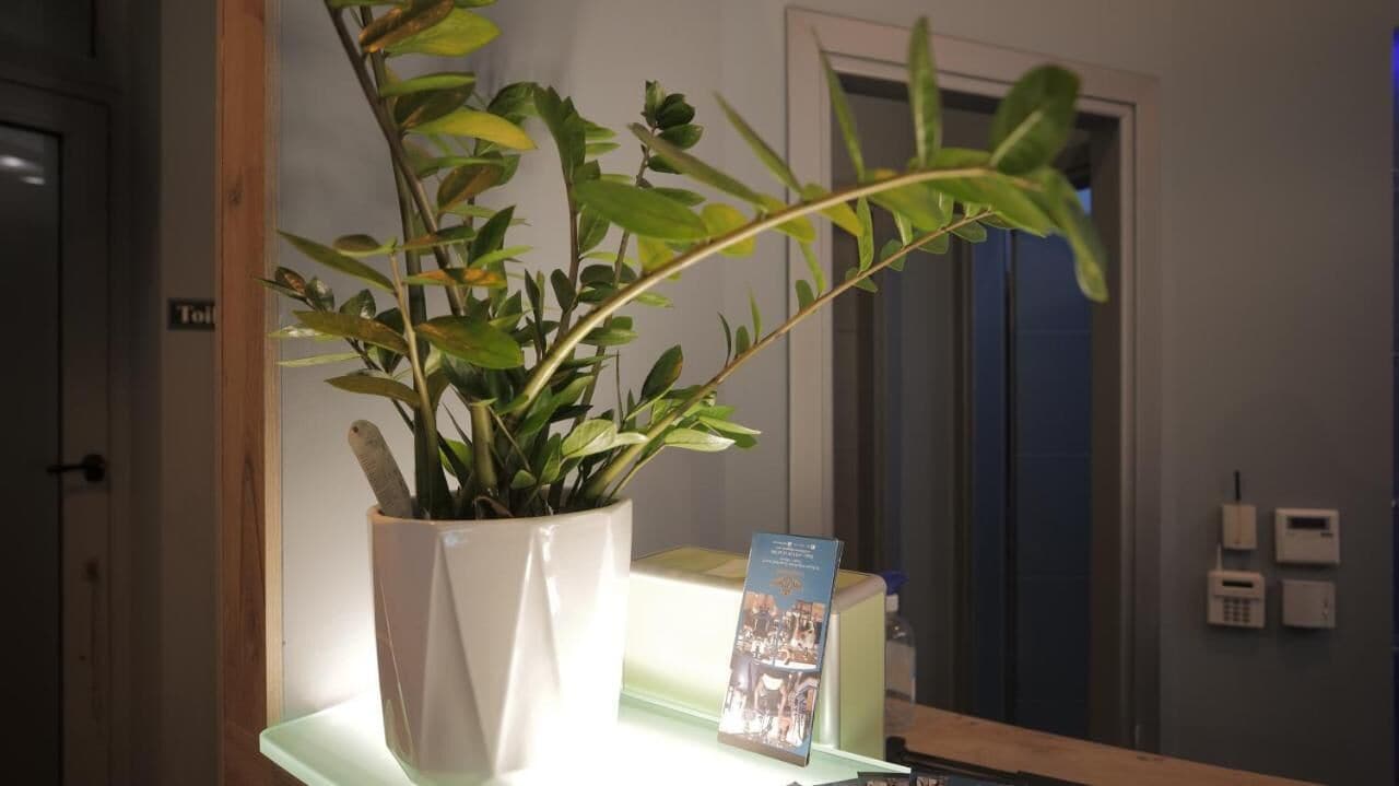 A potted plant on a counter with a sign and a phone.