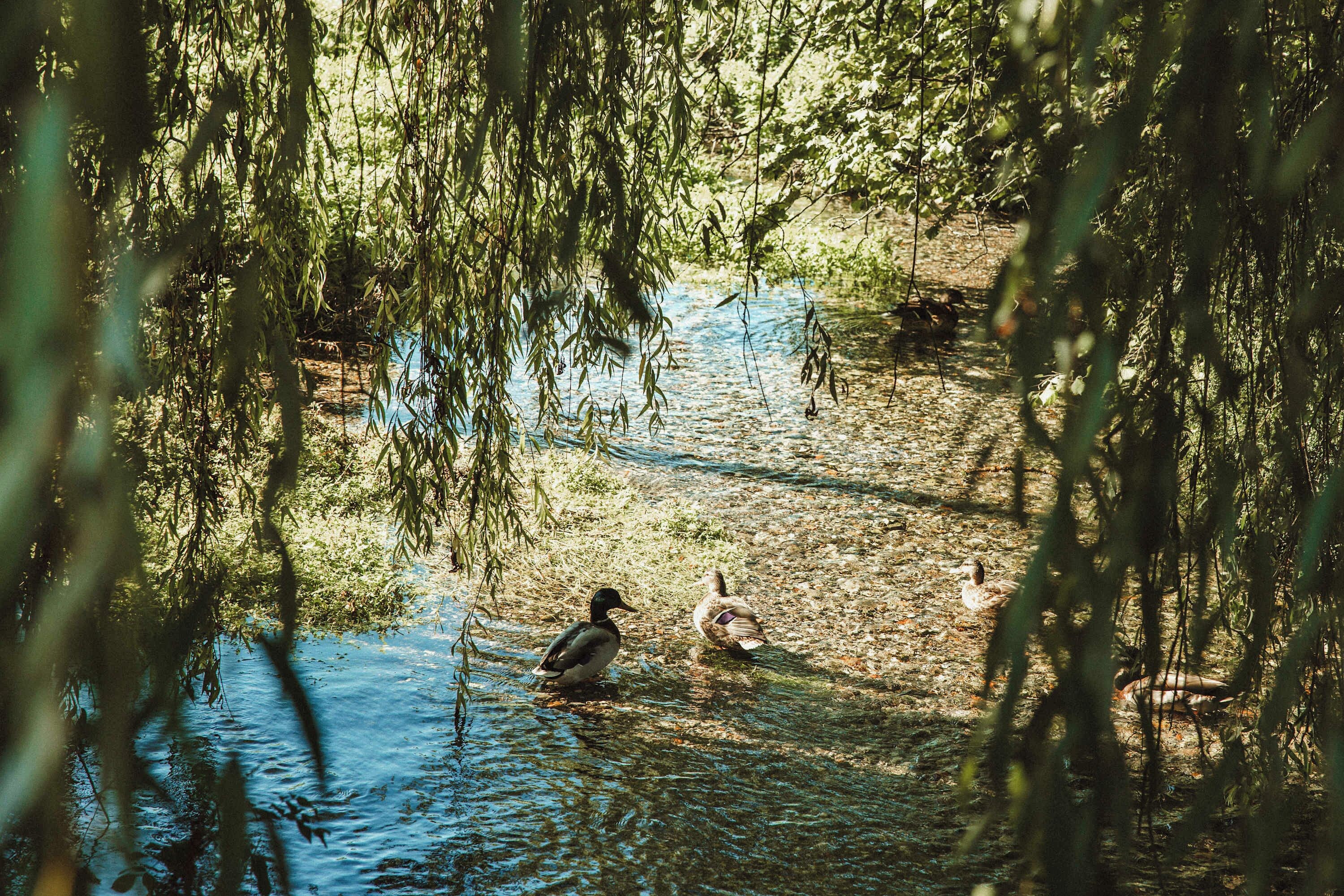A natural outdoor setting with a body of water, surrounded by trees and vegetation.