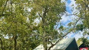 Een landelijk gebouw met een groen dak en rode luiken, omringd door bomen en een heldere lucht.