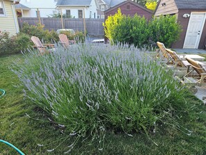 Ein Garten mit einem dichten Lavendelstrauch, Holzstühlen und einer Holzterrasse.