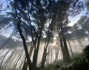 Unclassified image, 5 of 9, button