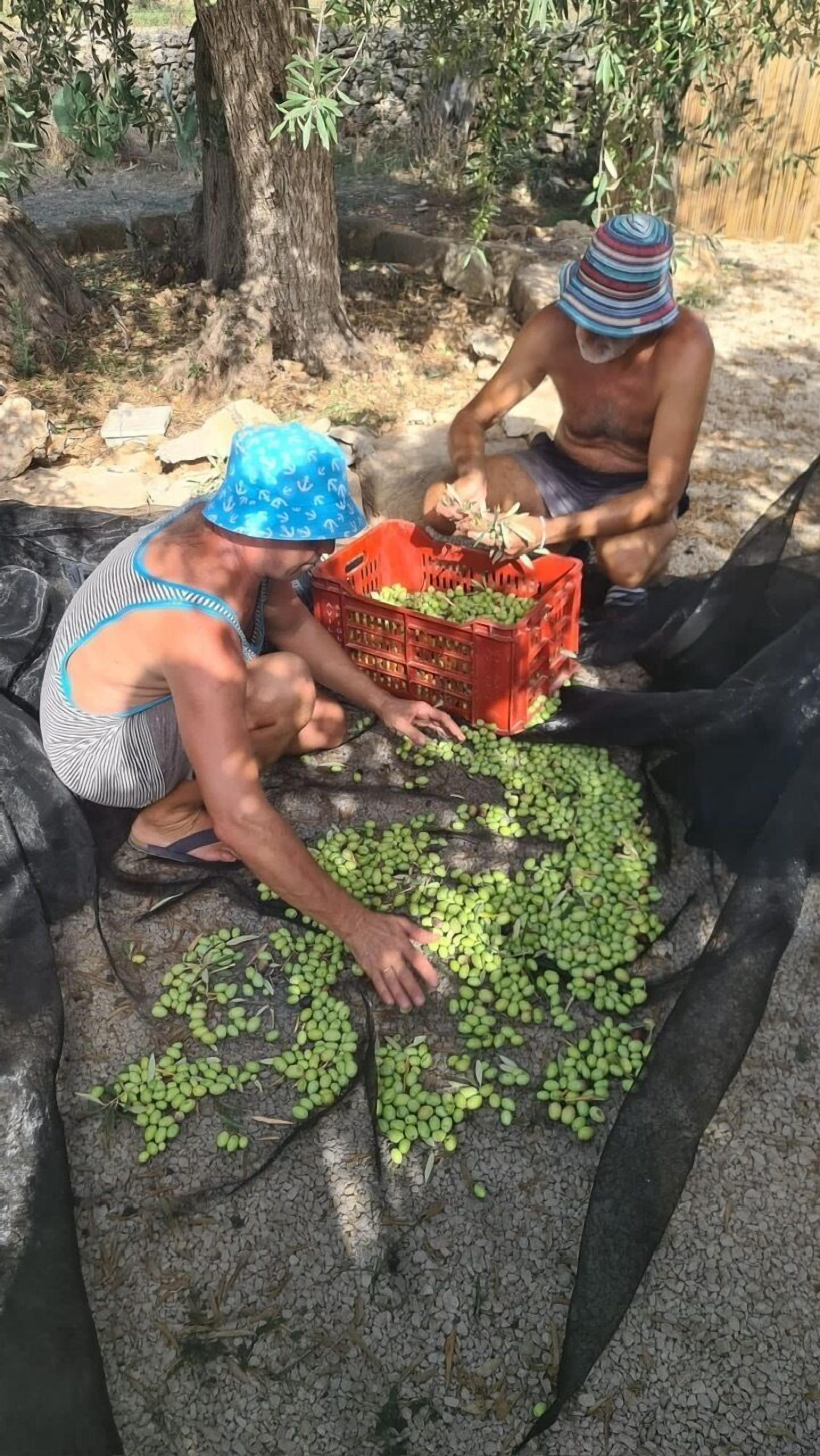 Deux personnes trient des fruits verts sous un arbre.