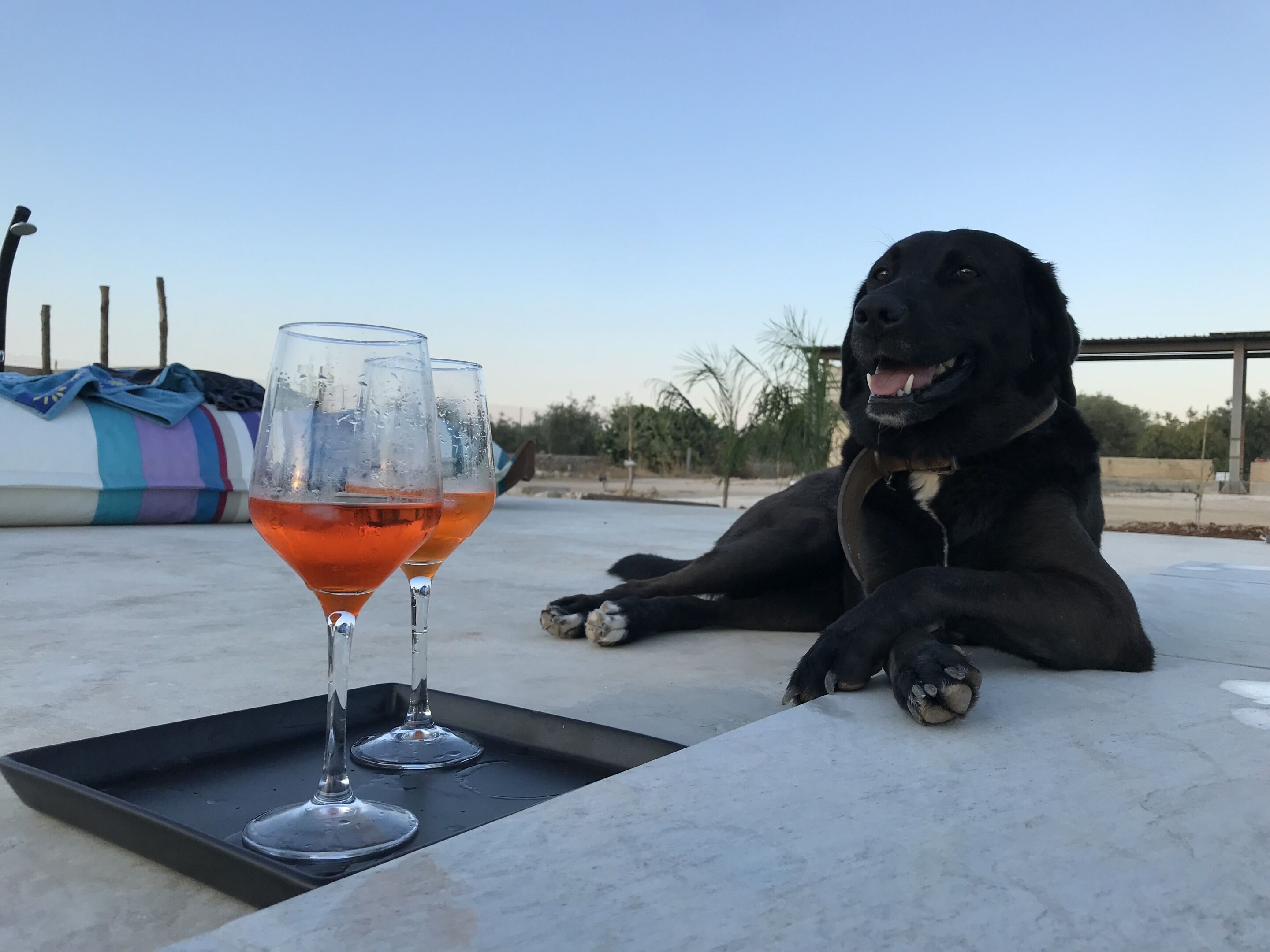 Ein schwarzer Hund liegt auf einer Betonfläche mit einer Ablage, auf der zwei Gläser mit Orangensaft stehen.