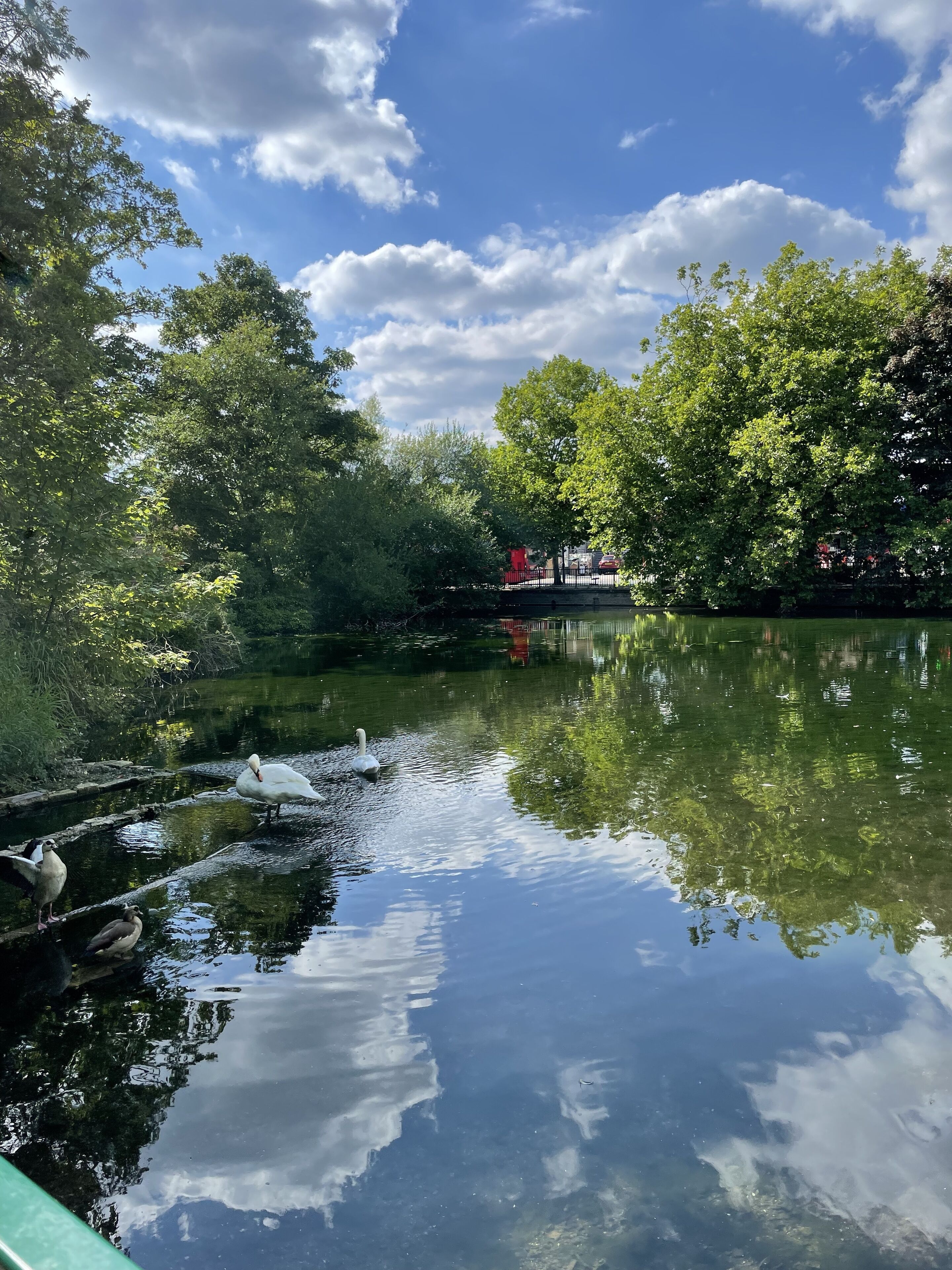 Un lago tranquilo con cisnes y patos, rodeado de vegetación exuberante y árboles.