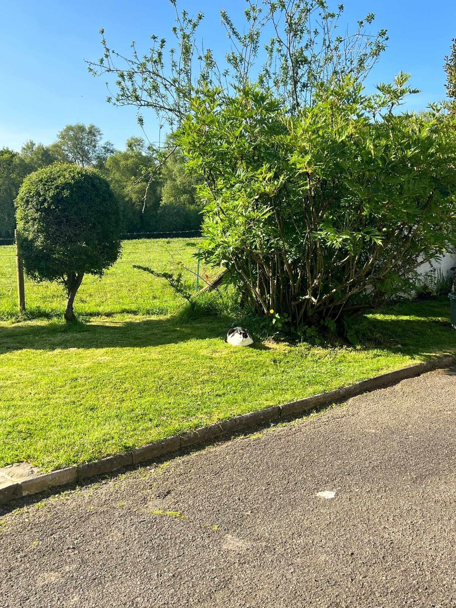 Une zone herbeuse avec un petit arbre et un arbuste.