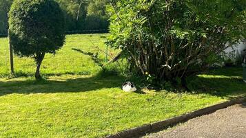 Une zone herbeuse avec un petit arbre et un arbuste.