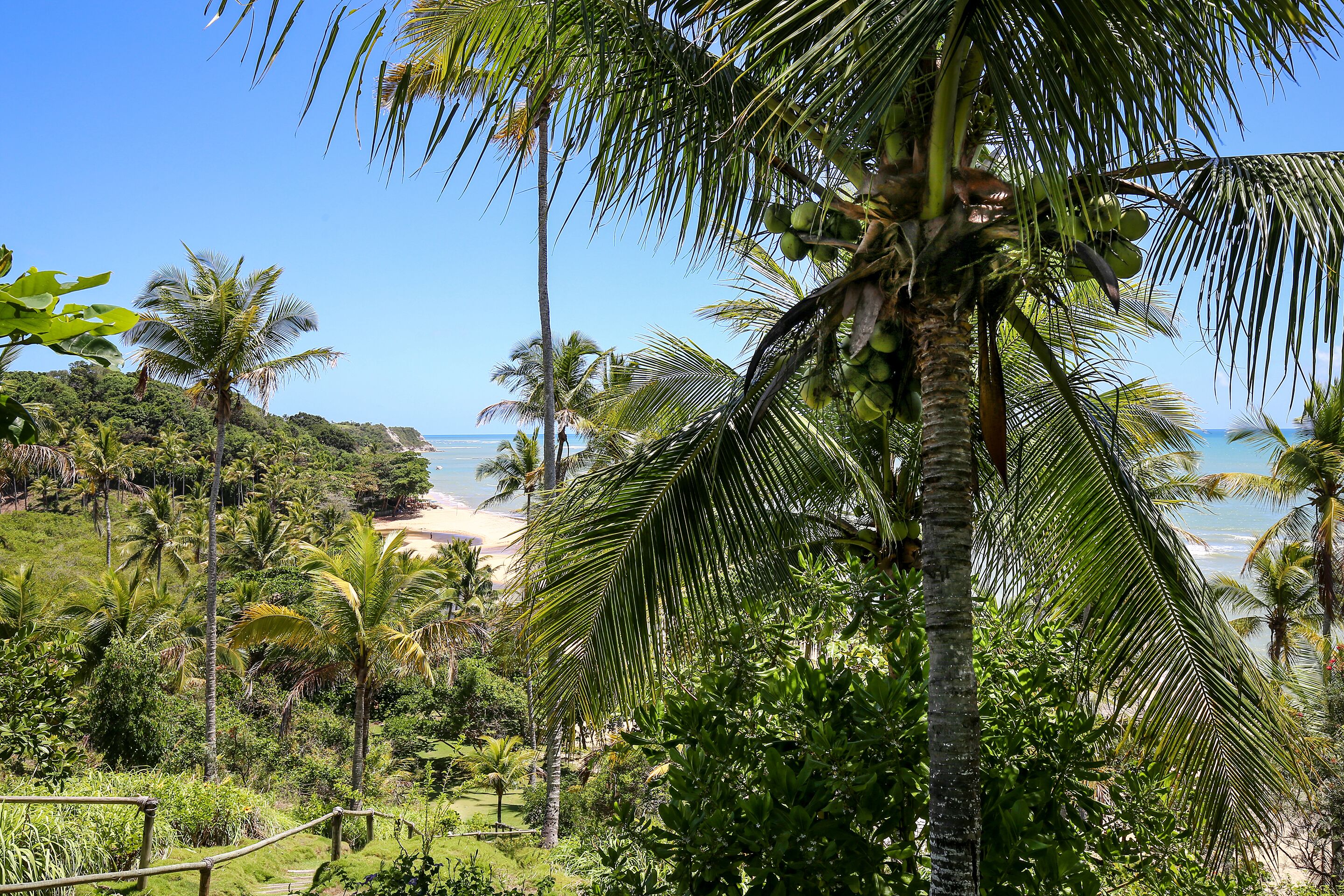 A tropical beach with palm trees and a clear view of the ocean.