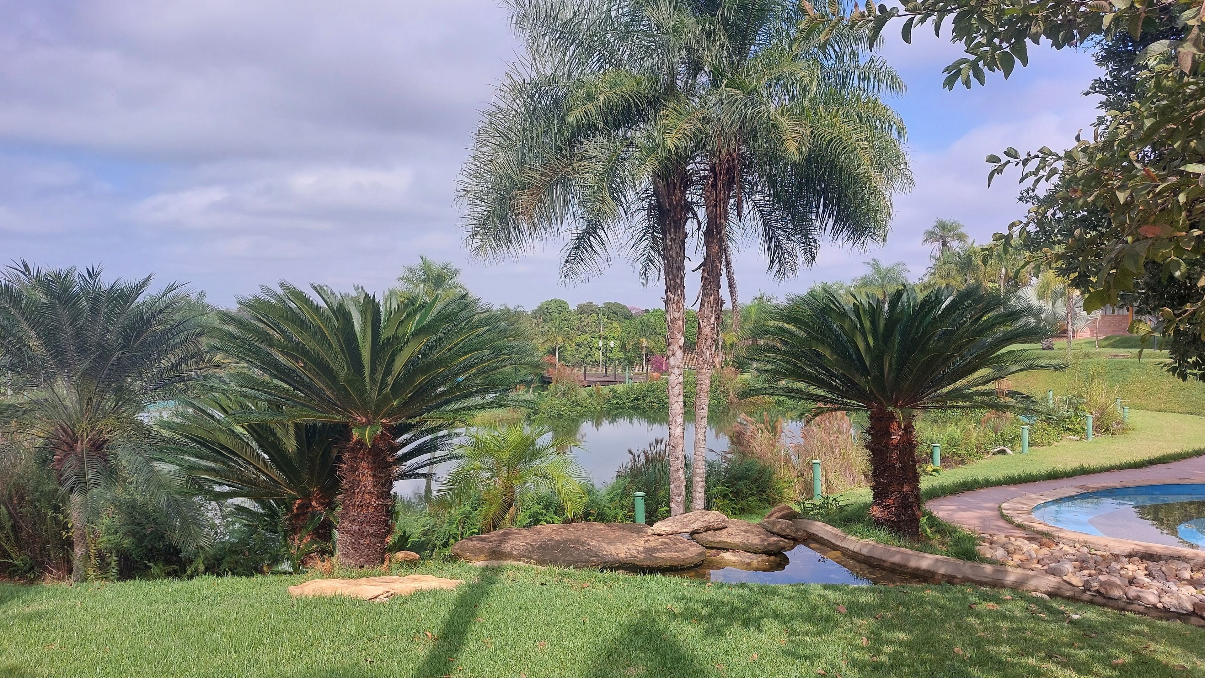 Un jardín ajardinado con palmeras, un estanque y un puente de piedra.