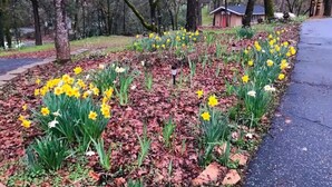 A garden with daffodils and a paved path.
