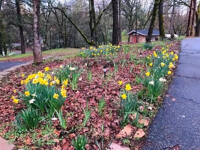 🌳Cozy Country Guesthouse, 3-Acre Peaceful Retreat🍃