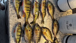 Encimera de mármol con varios peces dispuestos, un par de zapatos y un recipiente de comida para mascotas.