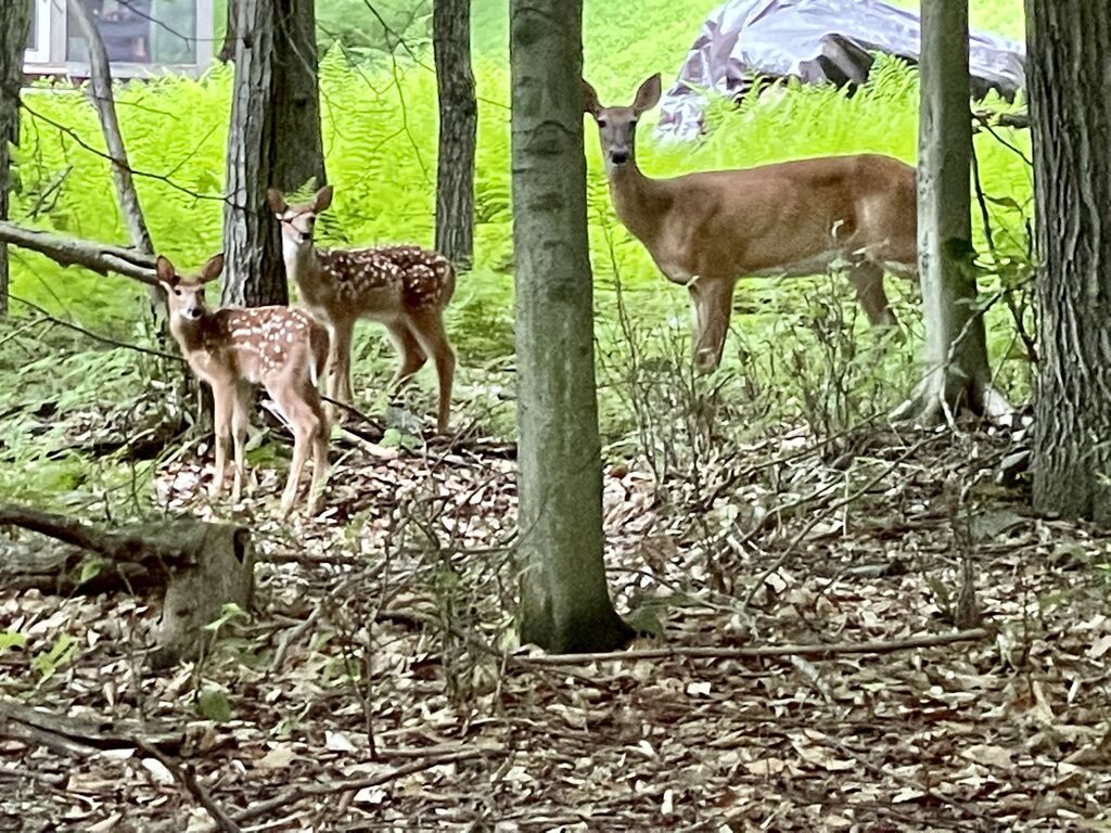 A forest scene with three deer, one adult and two fawns, surrounded by trees and leaf-covered ground.