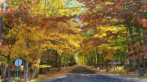 Une route bordée d’arbres aux feuilles d’automne aux couleurs flamboyantes.