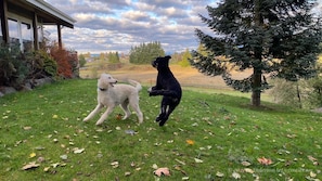 Dos perros en un césped con una casa y árboles al fondo.