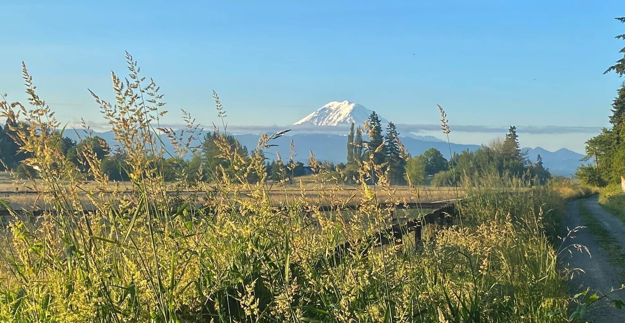 Un paysage rural avec un chemin de terre, de hautes herbes et une montagne en arrière-plan.