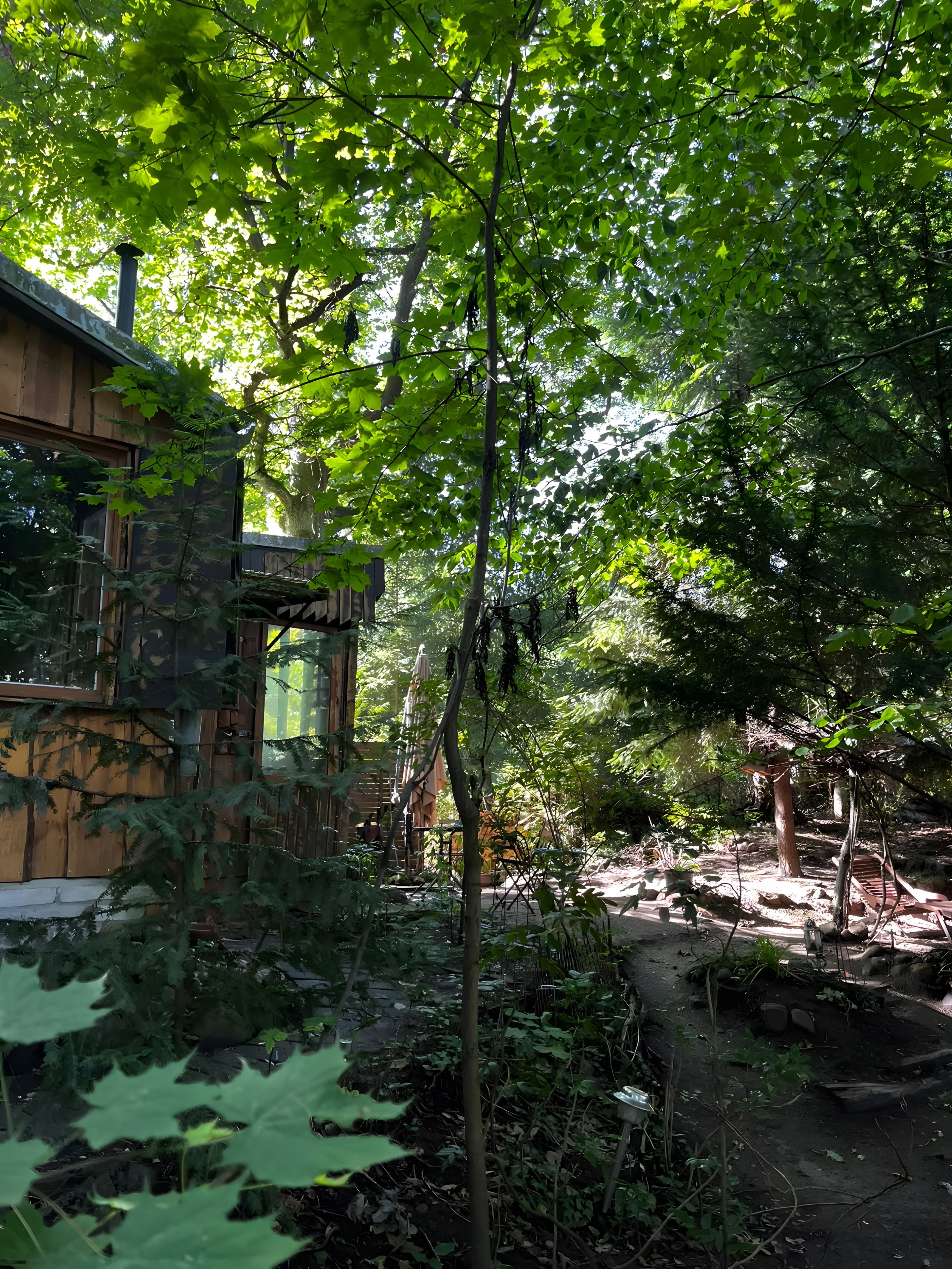 A rustic wooden building surrounded by dense foliage and a dirt path.