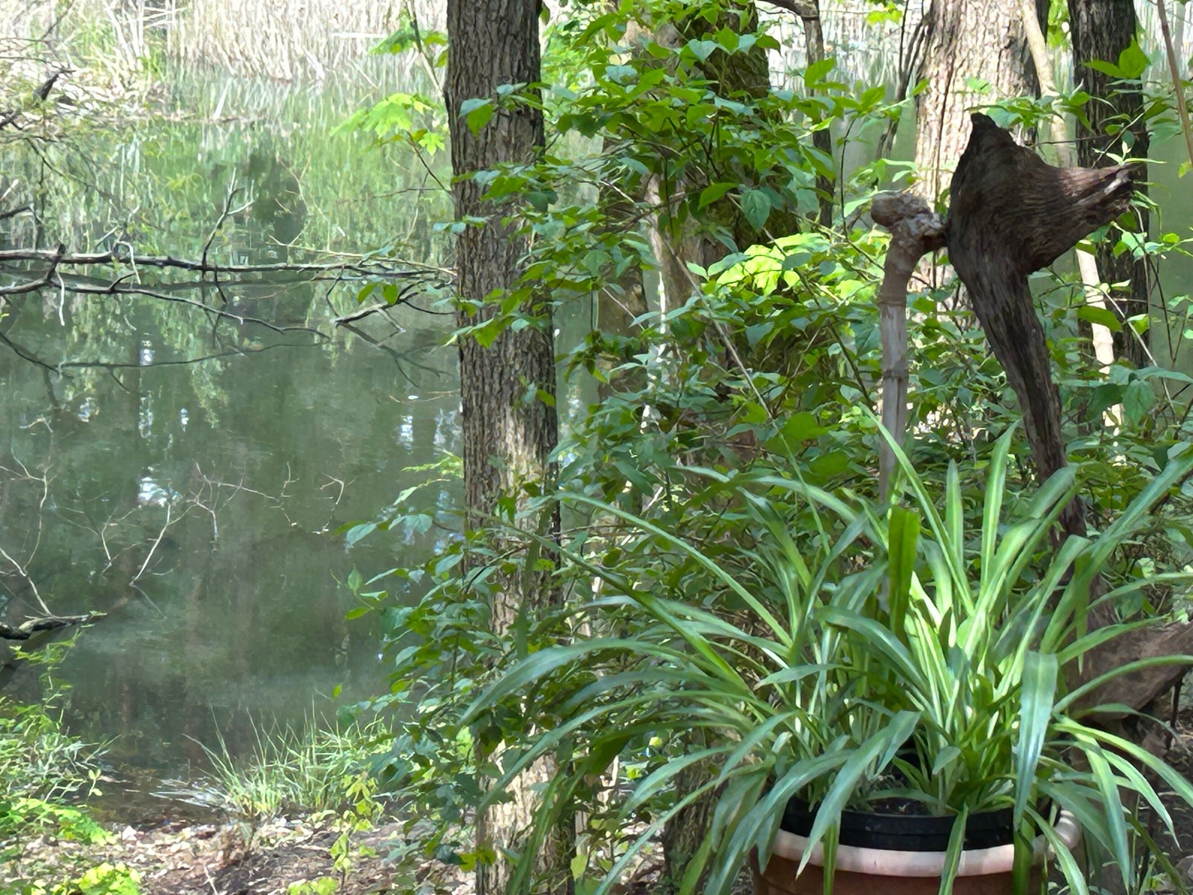 A serene pond with trees and a potted plant in the foreground.