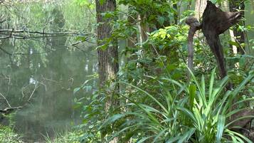 A serene pond with trees and a potted plant in the foreground.