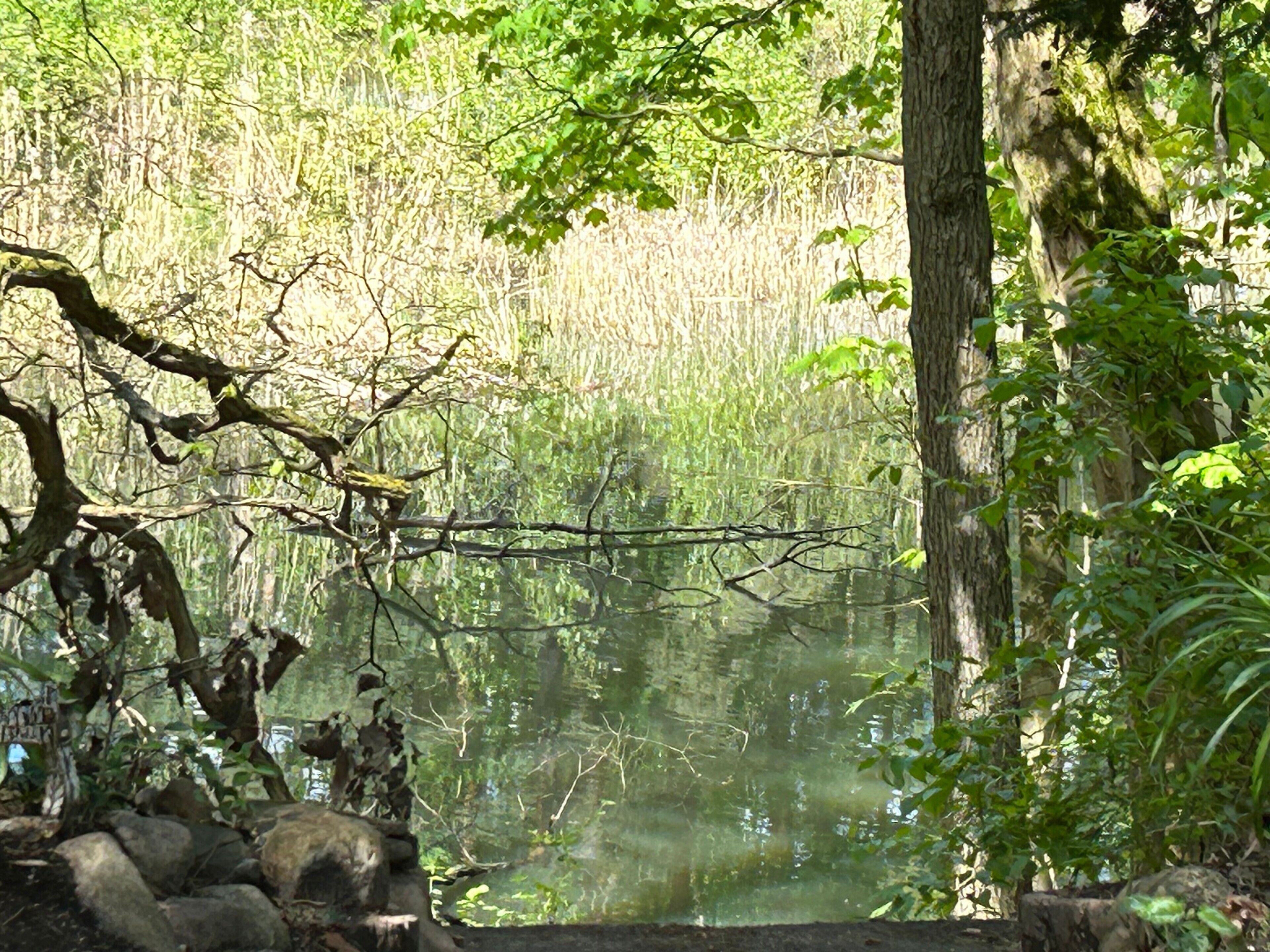 A natural setting with a pond, trees, and rocks.